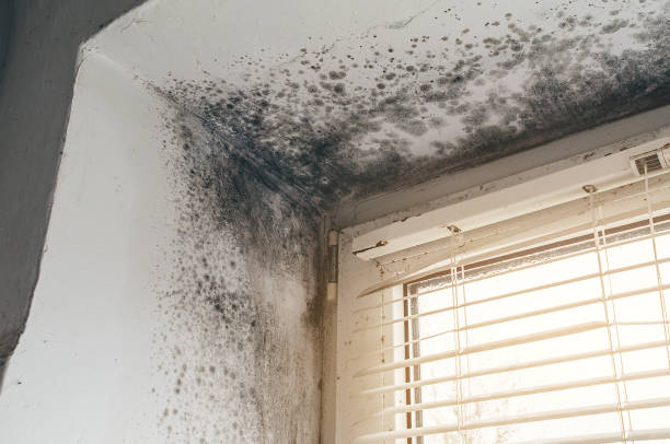 Affordable Mold Removal solutions in Wayne, NJ